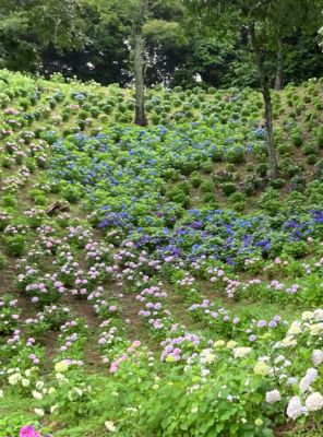 フグちゃんが行く【可睡ゆりの園】イメージ