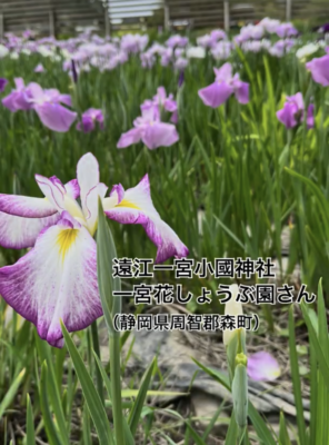 フグちゃんと行く大人女子旅【小國神社 一宮花しょうぶ園】イメージ